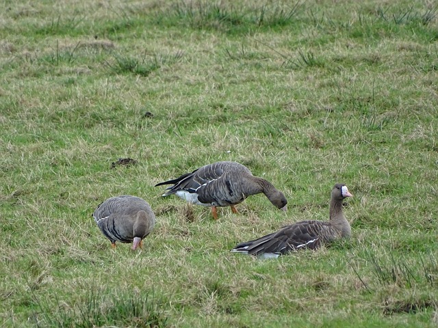 的蓬勃发展 的蓬勃发展
